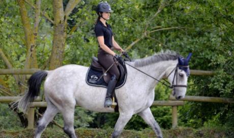 travail du cheval dressage coaching equitation